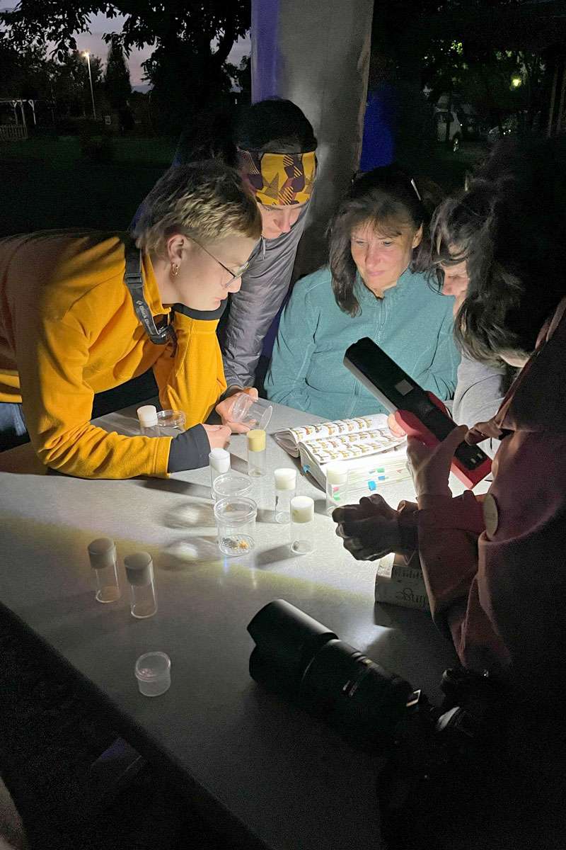 Besonderes Highlight der Praxistage „Insekten-Artenvielfalt im Unteren Odertal“ 2025: die nächtliche Falterbeobachtung und -bestimmung, (c) Ina Siebert