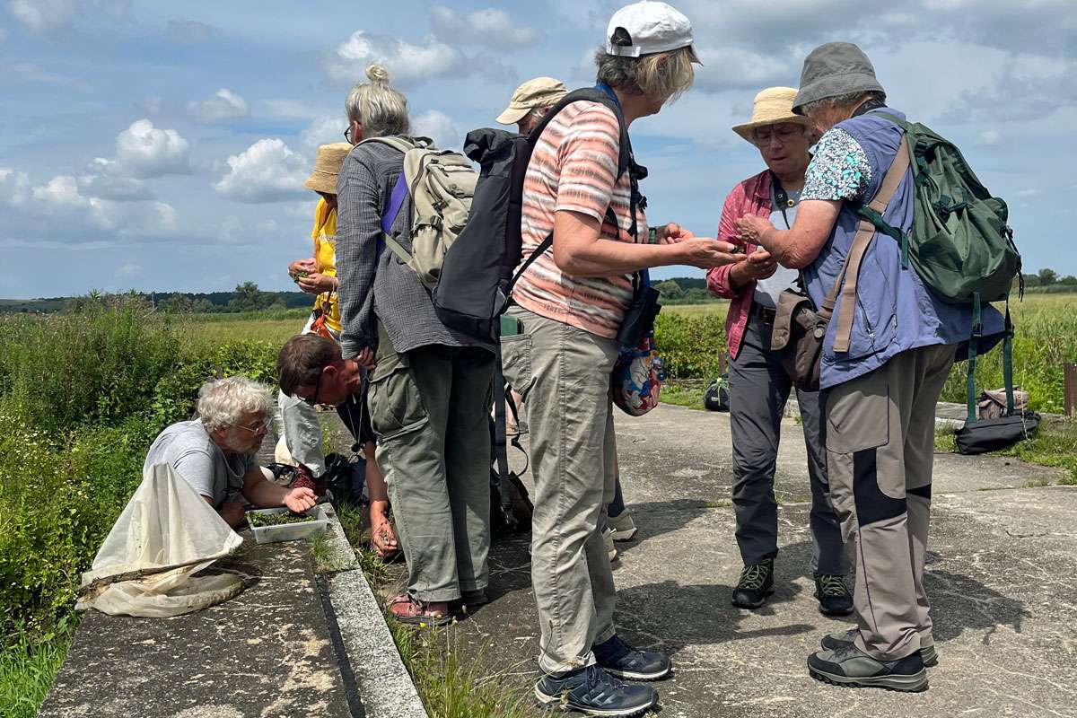 Fachsimpeleien während einer der Exkursionen im Rahmen der Praxistage „Insekten-Artenvielfalt im Unteren Odertal“ 2025, (c) Ina Siebert