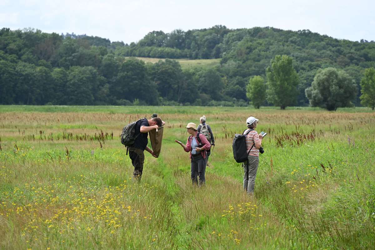 Gemeinsame Käfersuche während der Praxistage „Insekten-Artenvielfalt im Unteren Odertal“ 2025, (c) Ina Siebert