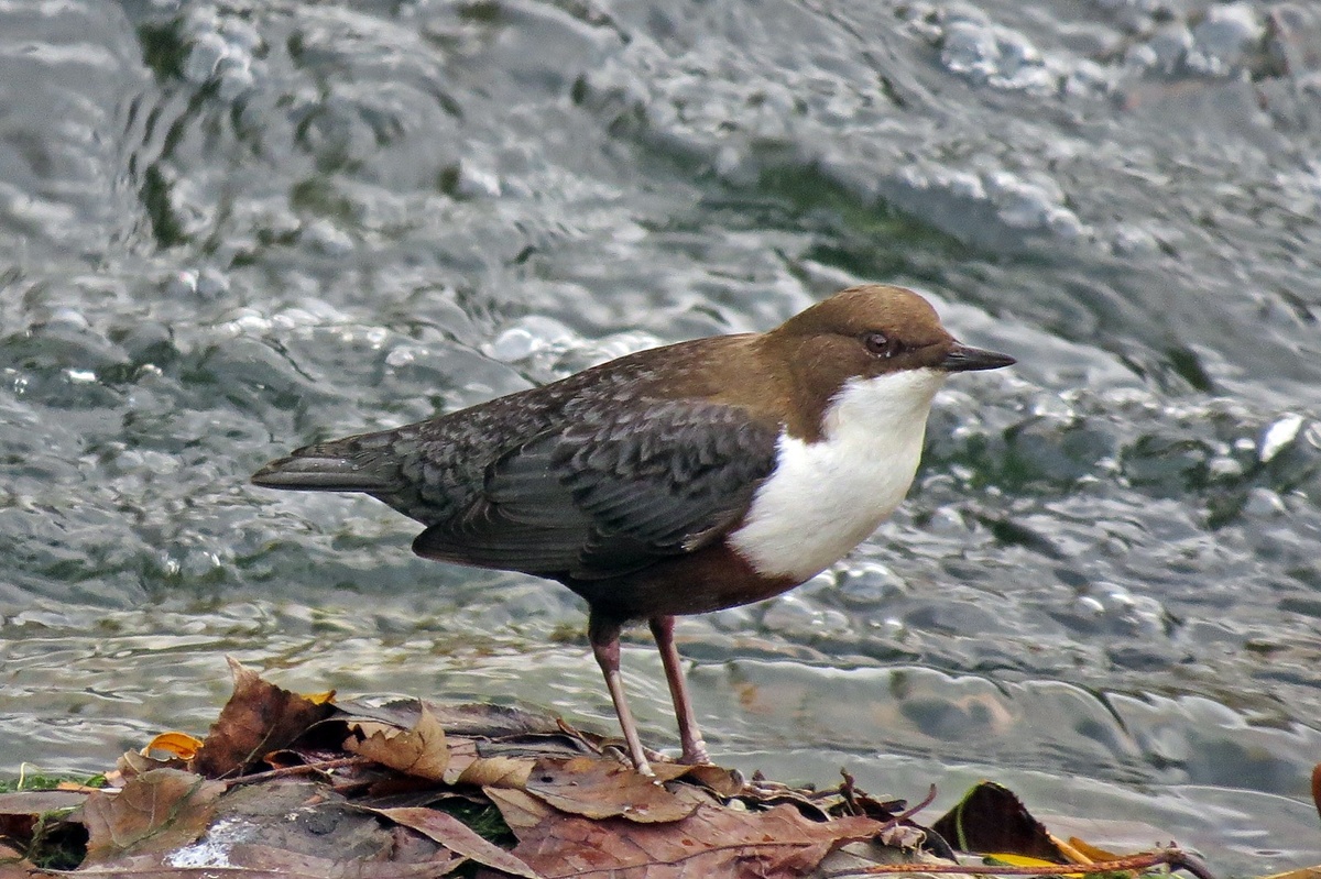 Wasseramsel, (c) Volker Saß/NABU-naturgucker.de