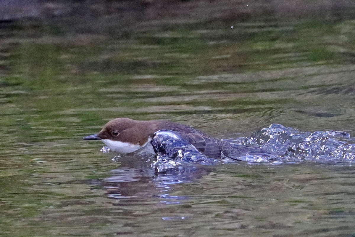 Jagende Wasseramsel, (c) Jens Winter/NABU-naturgucker.de