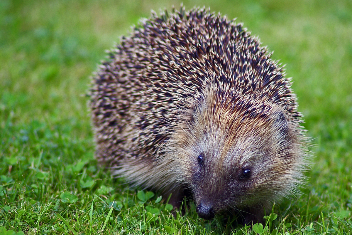 Igel, (c) Hubertus Schwarzentraub/NABU-naturgucker.de