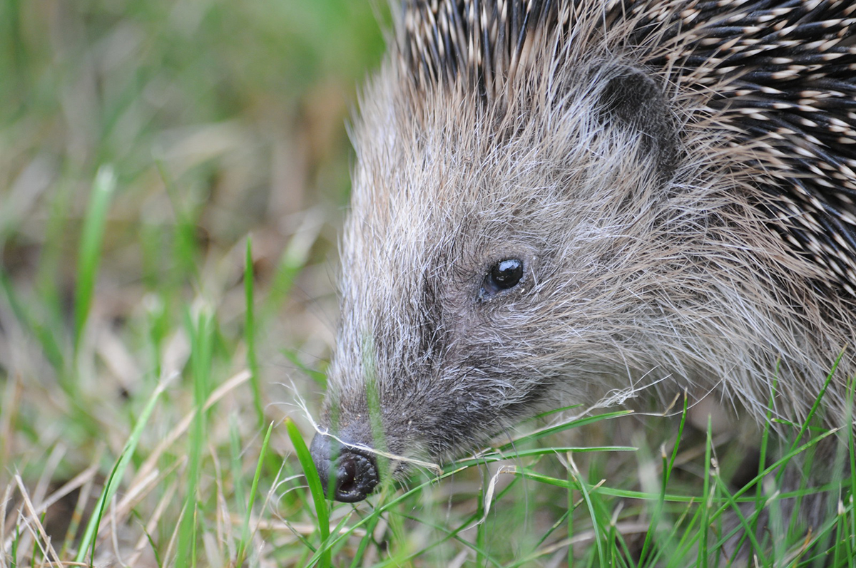 Igel, (c) Harald Bott/NABU-naturgucker.de