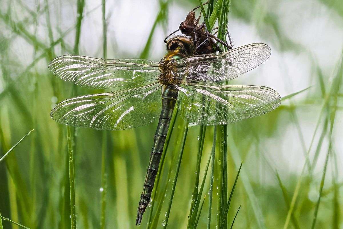 Glänzende Smaragdlibelle (Somatochlora metallica), (c) Istvan und Sabine Palfi/NABU-naturgucker.de