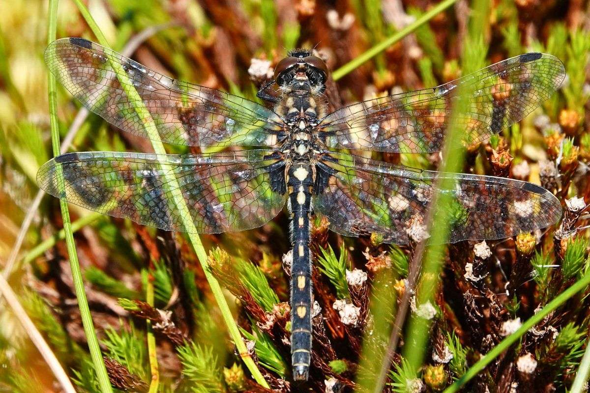 Weibliche Kleine Moosjungfer (Leucorrhinia dubia), (c) Jens Winter/NABU-naturgucker.de
