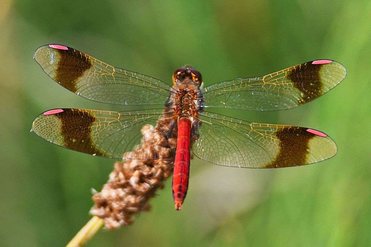 Männliche Gebänderte Heidelibelle (Sympetrum pedemontanum), (c) Rolf Jantz/NABU-naturgucker.de