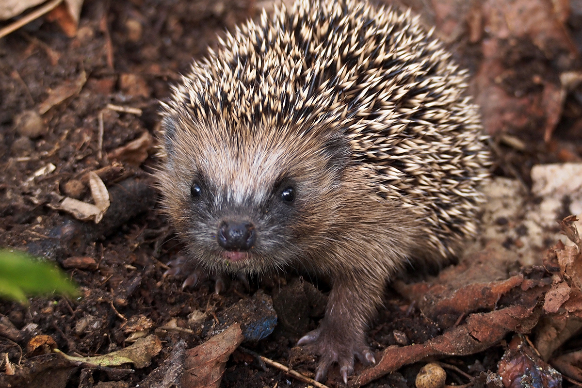 Gut bekannt: der Westeuropäische Igel, (c) Michael Benteler/NABU-naturgucker.de