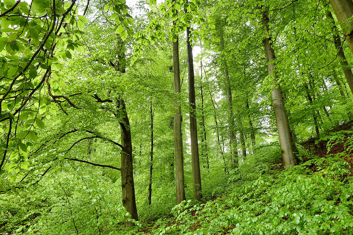 Buchenwald im Frühling, (c) Hubertus Schwarzentraub/NABU-naturgucker.de