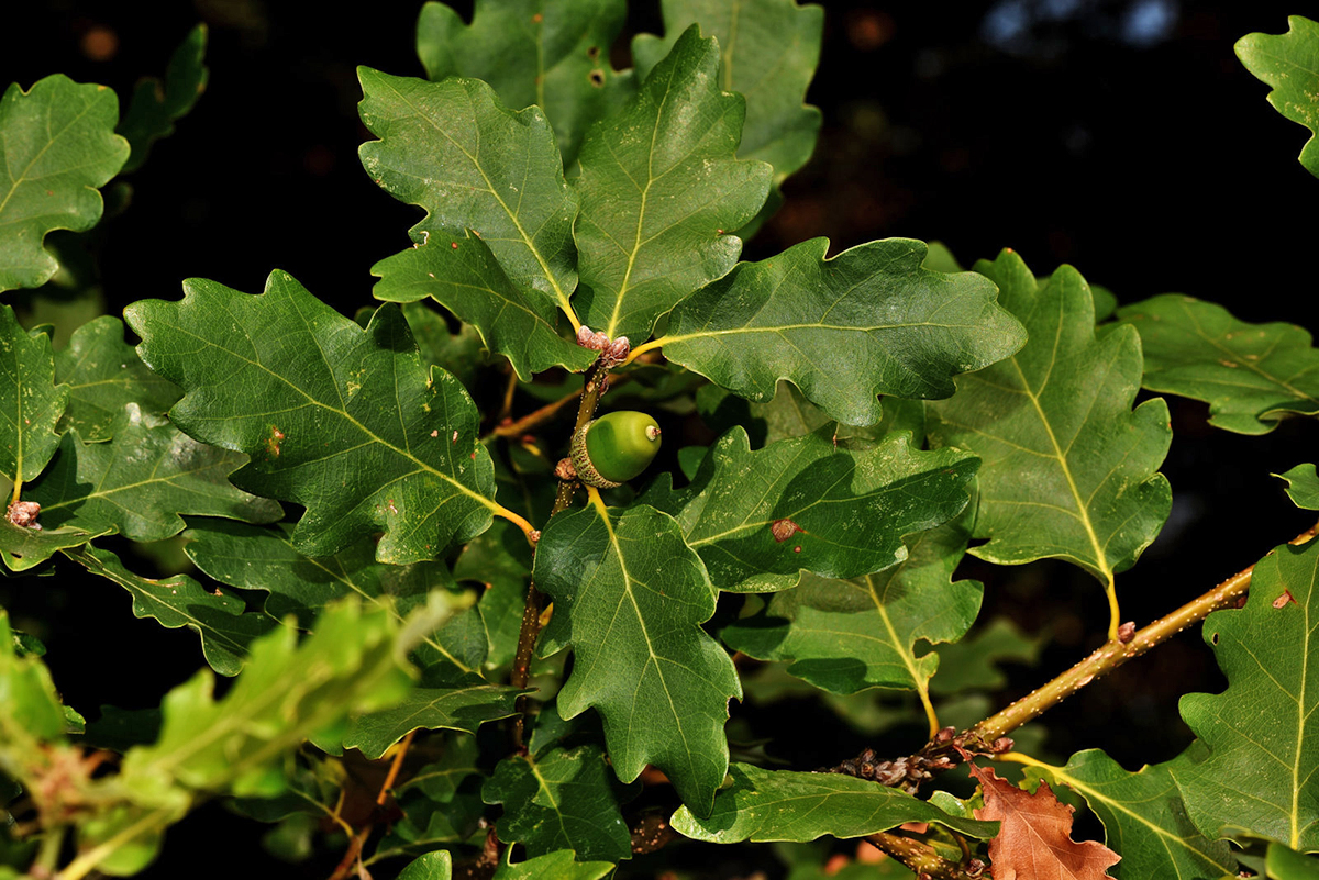 Flaum-Eiche am Kaiserstuhl, (c) Hans Schwarting/NABU-naturgucker.de