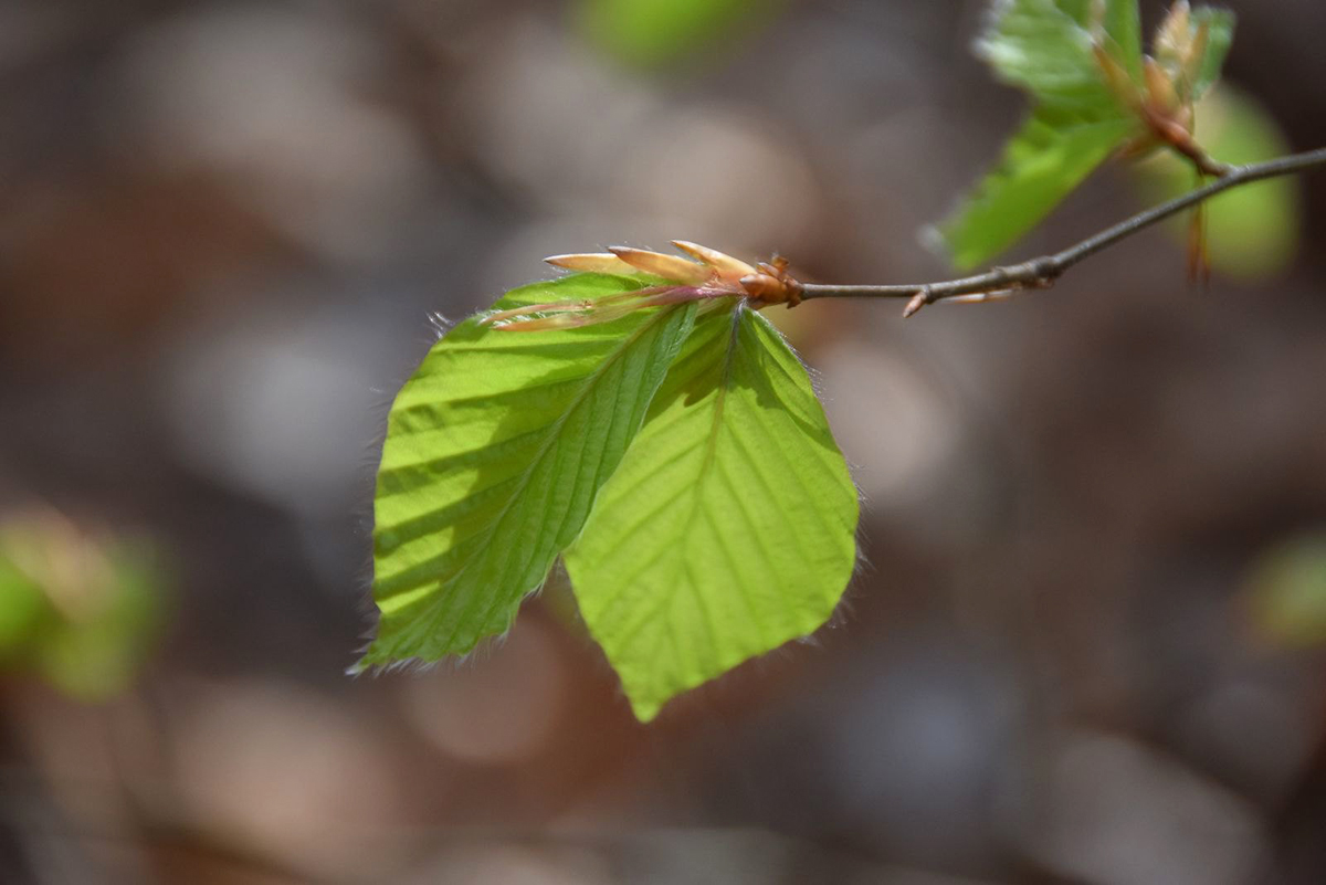 Buchenblätter im April, (c) Katharina Lorbeer/NABU-naturgucker.de