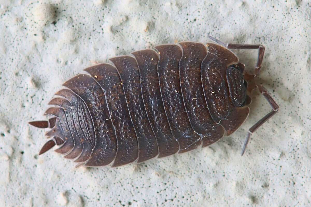 Schiefergraue Kellerassel (Porcellio scaber), (c) Siegfried Rudolf/NABU-naturgucker.de
