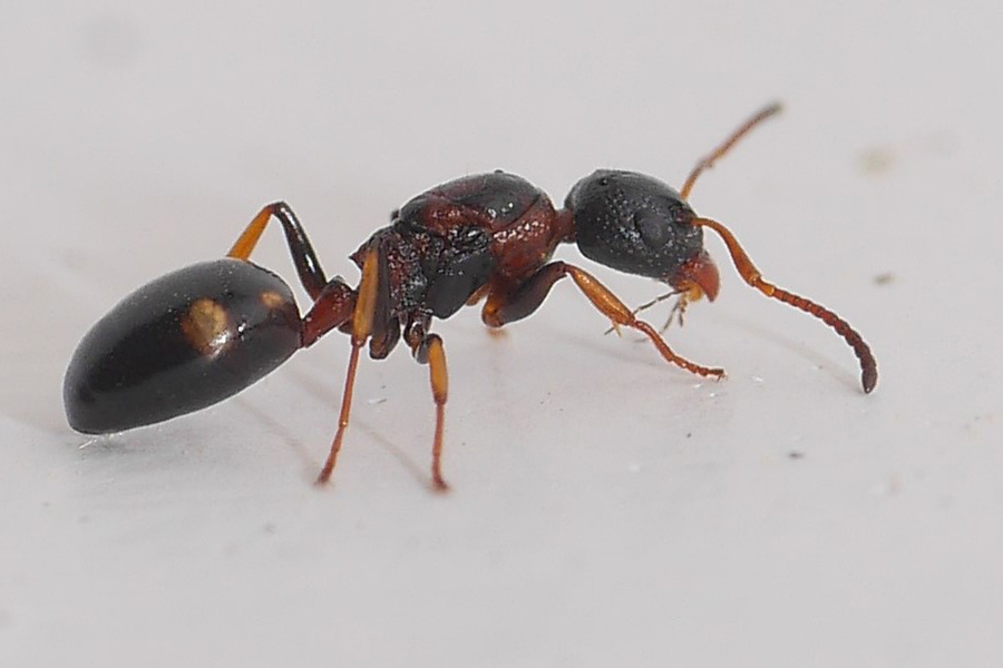 In Deutschland seltene und gefährdete Art: Vierpunkt-Drüsenameise, (c) Jürgen Seibel/NABU-naturgucker.de