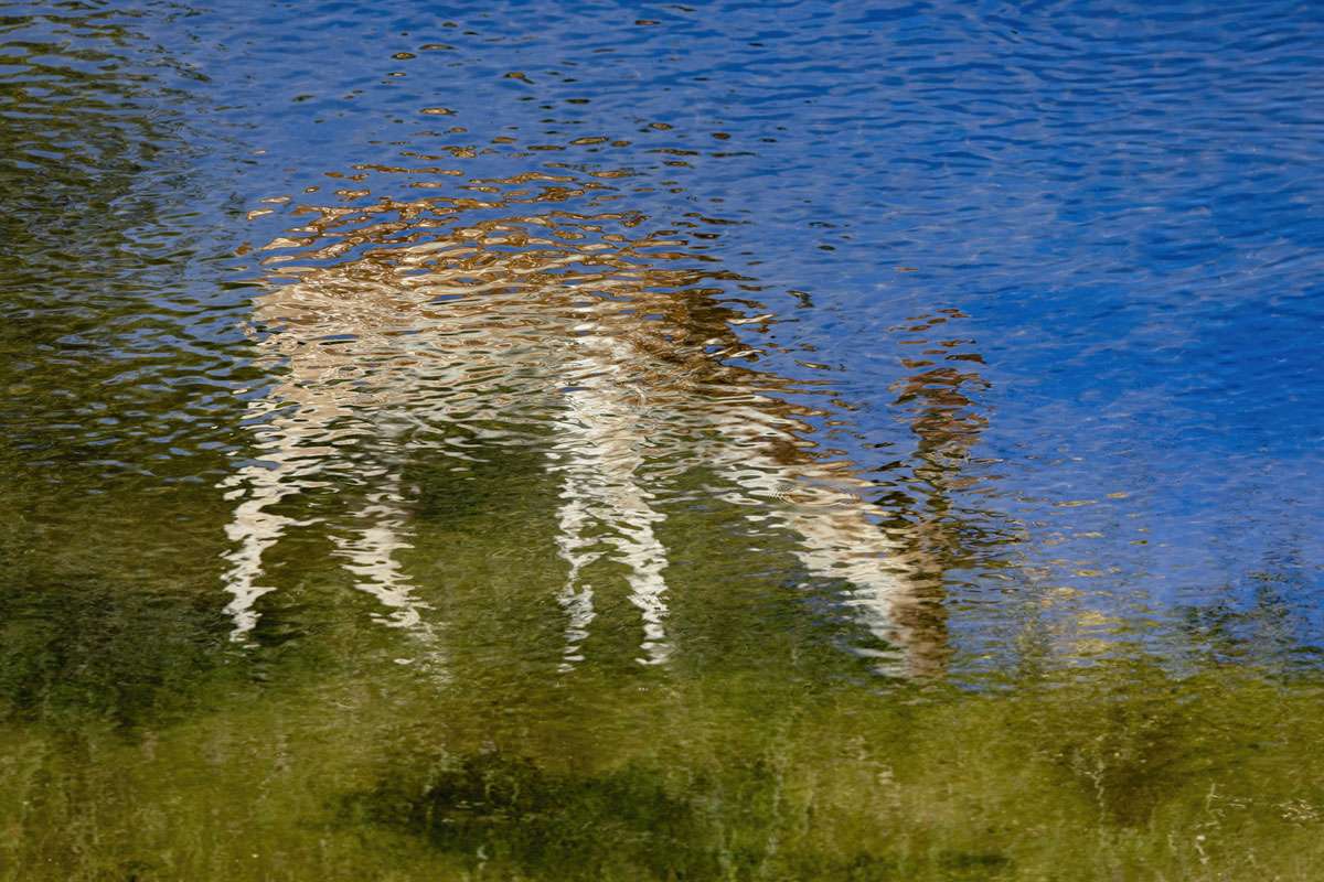 Gedrehte Spiegelung eines Damhirschs (Dama dama) in einem Gewässer, (c) Susanne Großnick/NABU-naturgucker.de