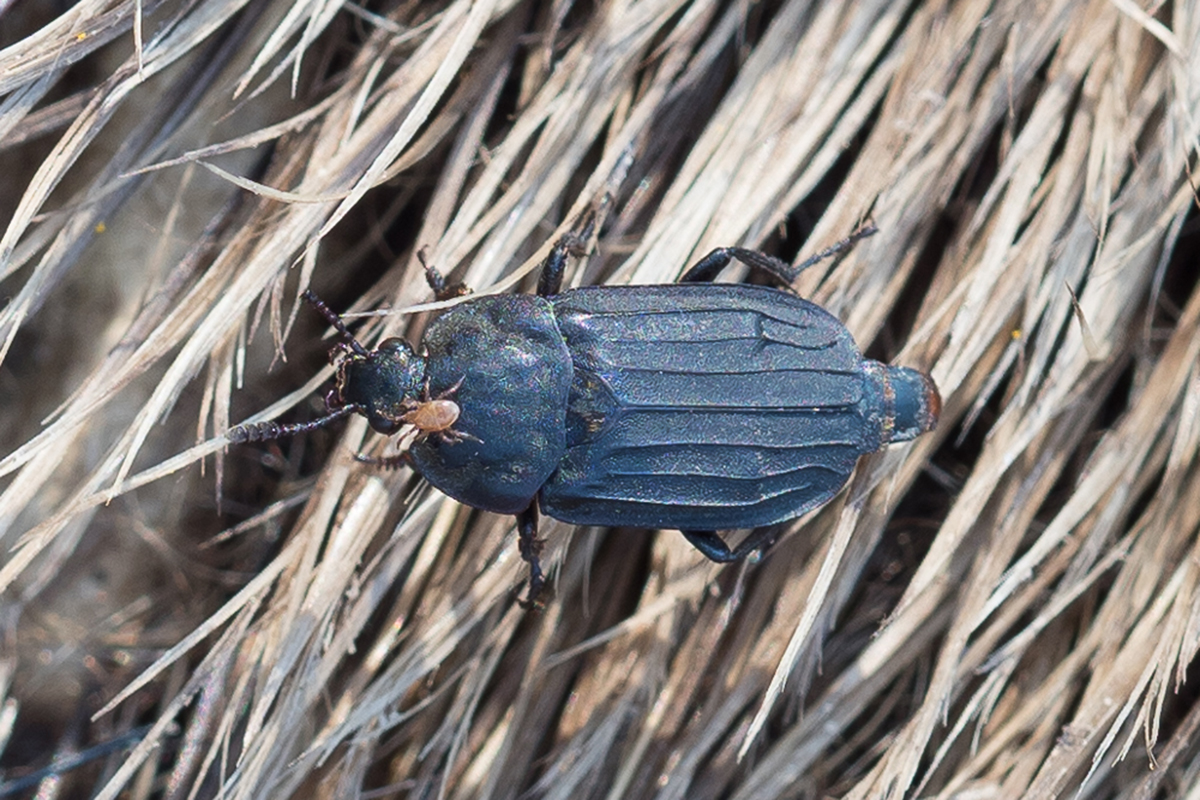 Gerippter Totenfreund, (c) Marion Metzer/NABU-naturgucker.de