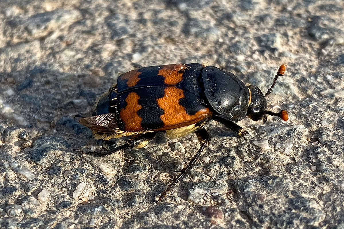 Totengräber, (c) Werner Deichmann/NABU-naturgucker.de