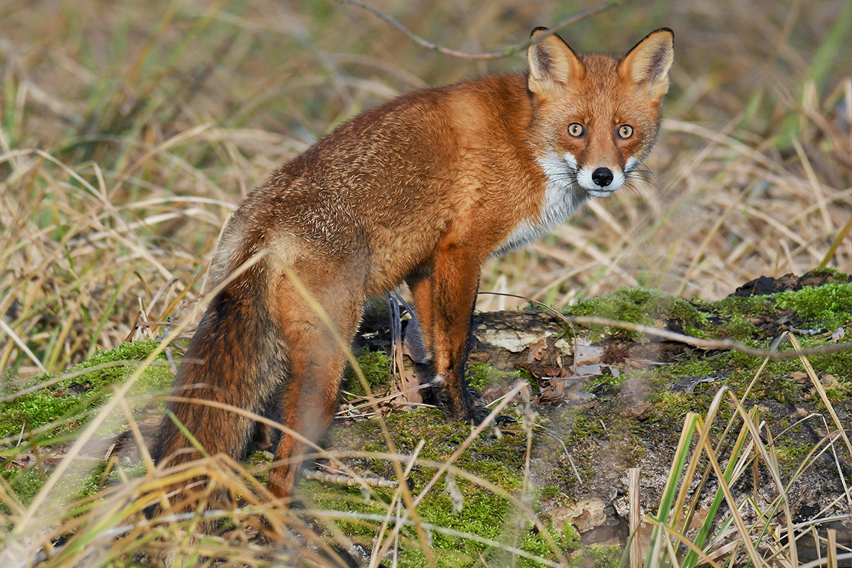 Rotfuchs, (c) Rolf Jantz/NABU-naturgucker.de