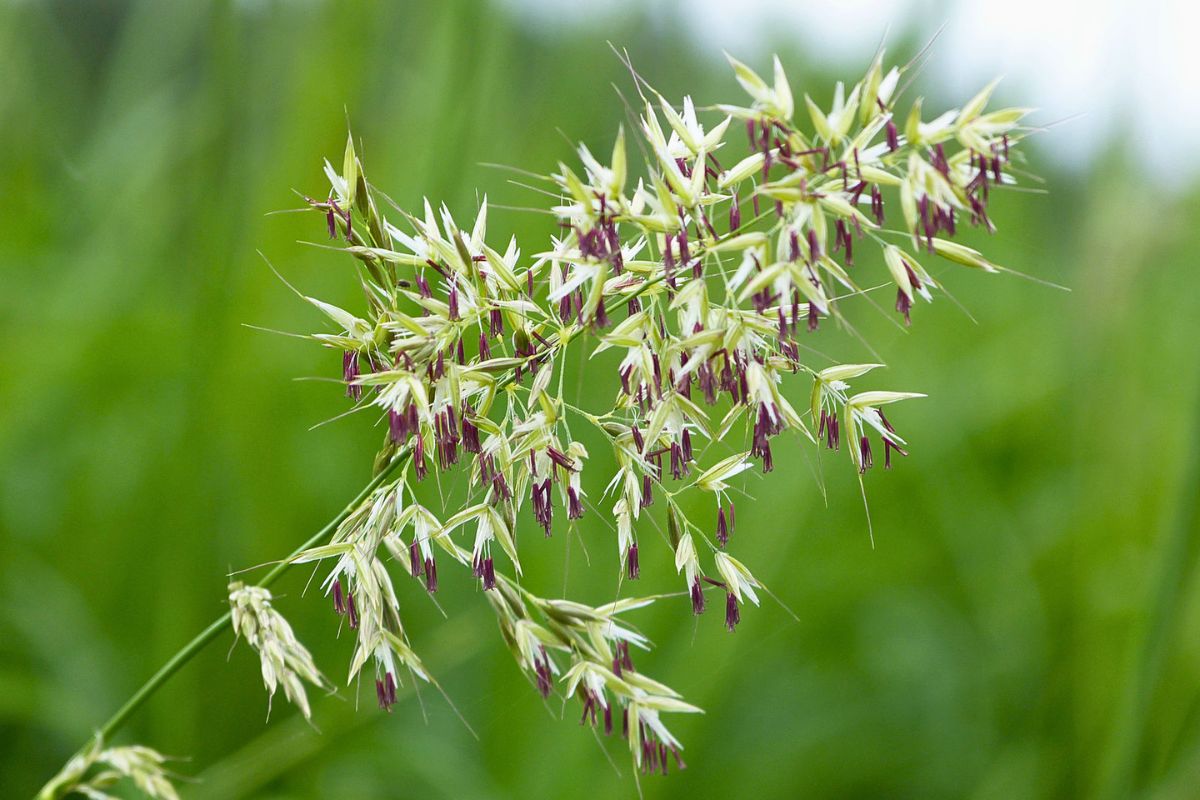 Gewöhnlicher Glatthafer (Arrhenatherum elatius), (c) Barbara Rüdenauer/NABU-naturgucker.de