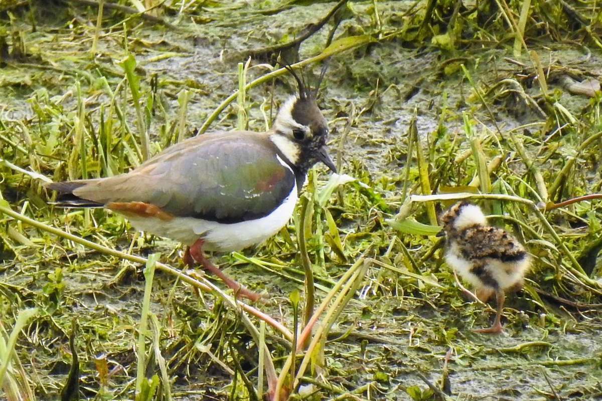 Kiebitz (Vanellus vanellus) mit Nachwuchs, (c) Sonja Klein/NABU-naturgucker.de