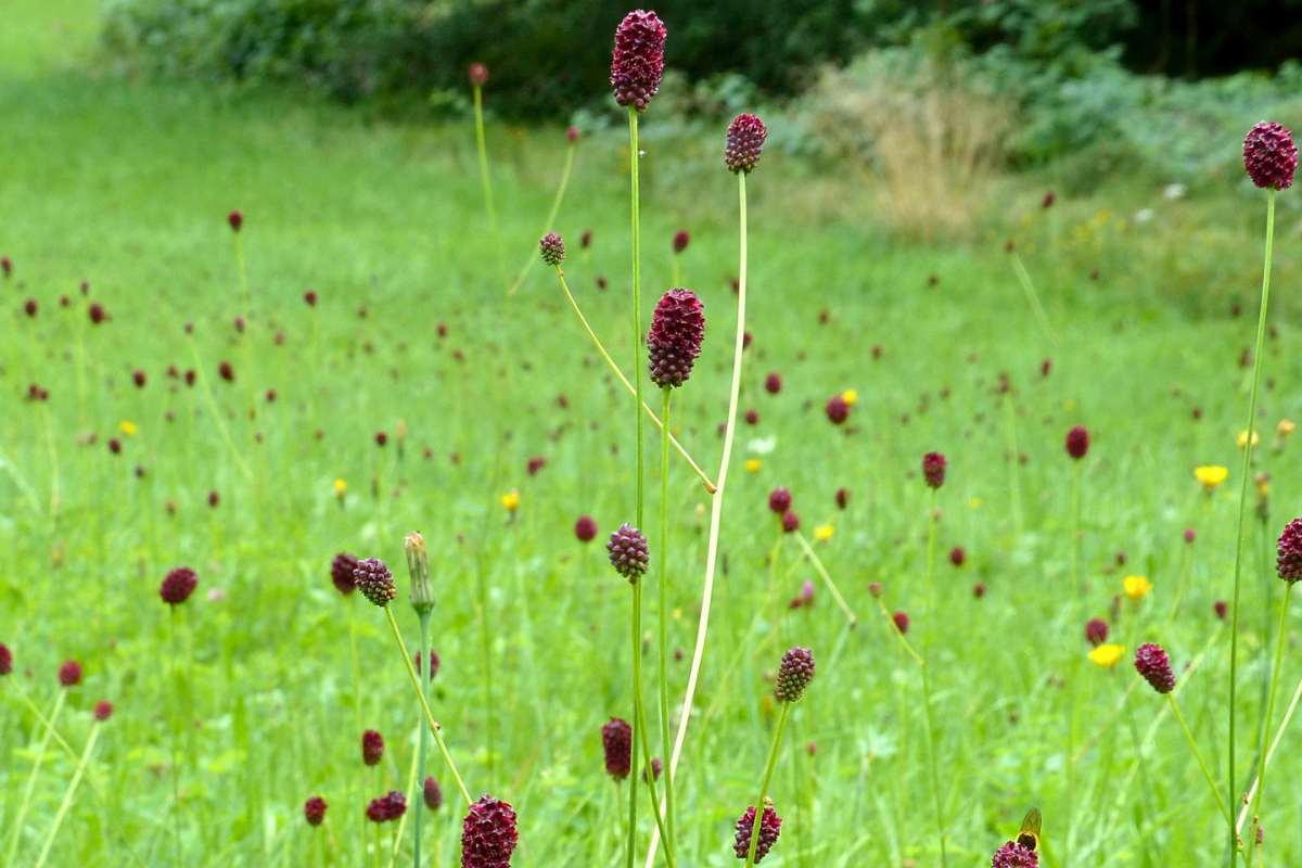 Großer Wiesenknopf (Sanguisorba officinalis), (c) Birgit Emig/NABU-naturgucker.de