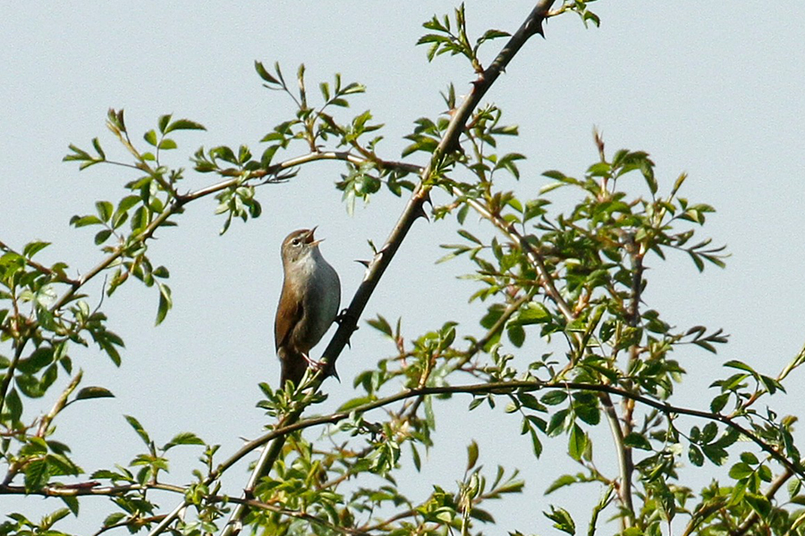 Neuerdings ein Brutvogel in Deutschland: Seidensänger, (c) Nadine Röhnert/NABU-naturgucker.de