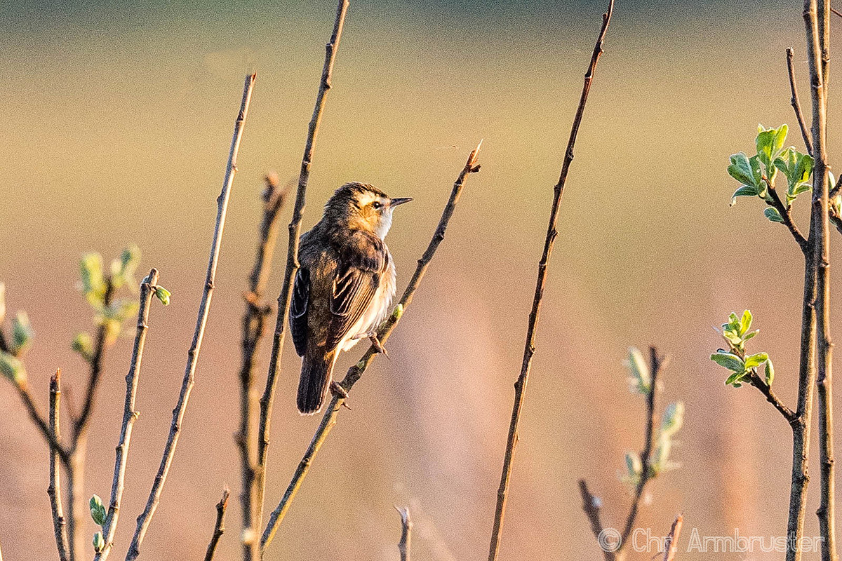 Als Brutvogel in Deutschland ausgestorben: Seggenrohrsänger, (c) Christoph Armbruster/NABU-naturgucker.de