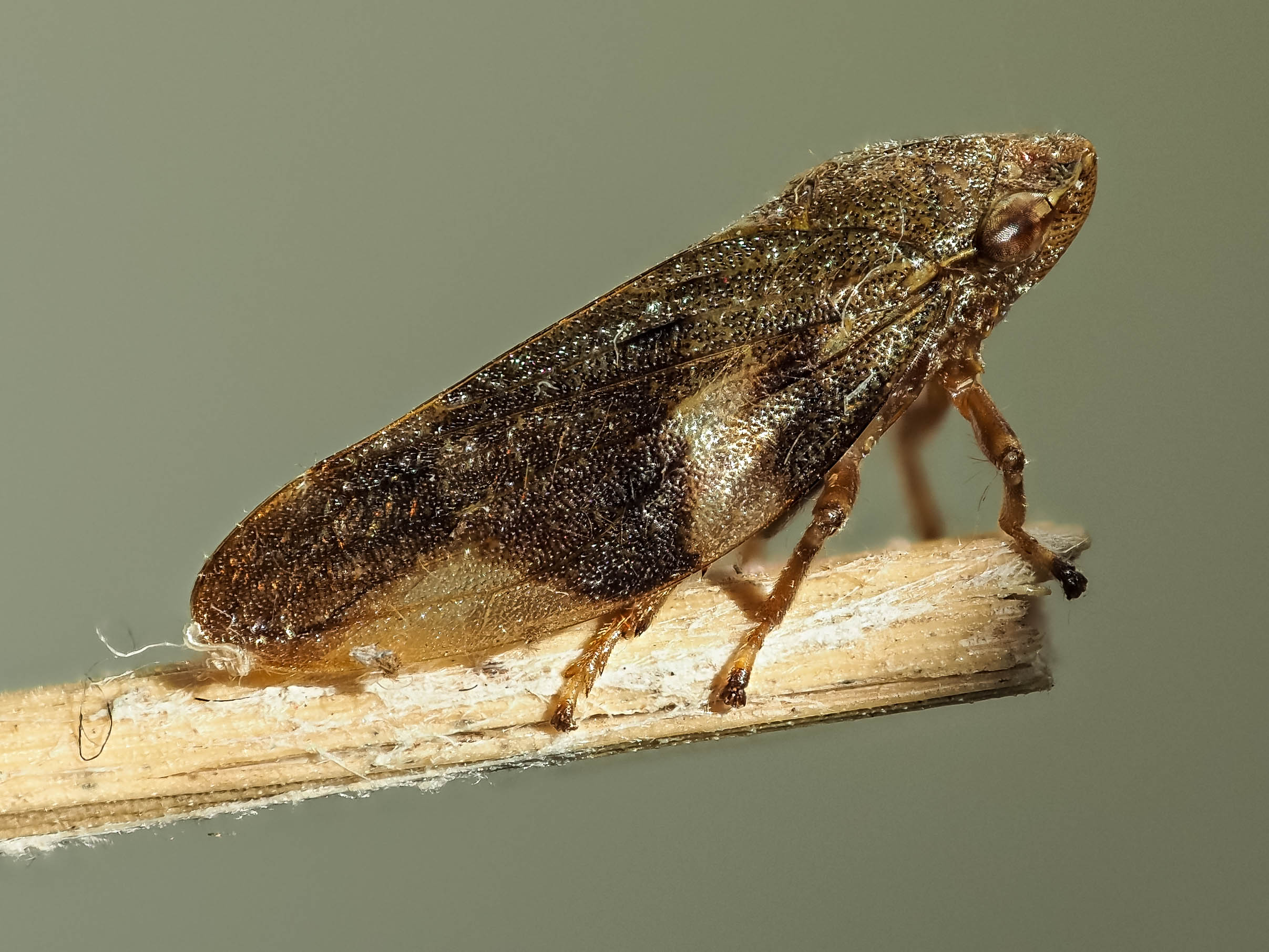 Wiesenschaumzikade, (c) Istvan und Sabine Palfi/NABU-naturgucker.de