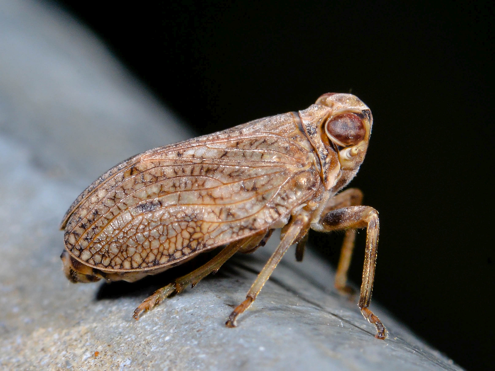 Echte Käferzikade, (c) Peter Reus/NABU-naturgucker.de