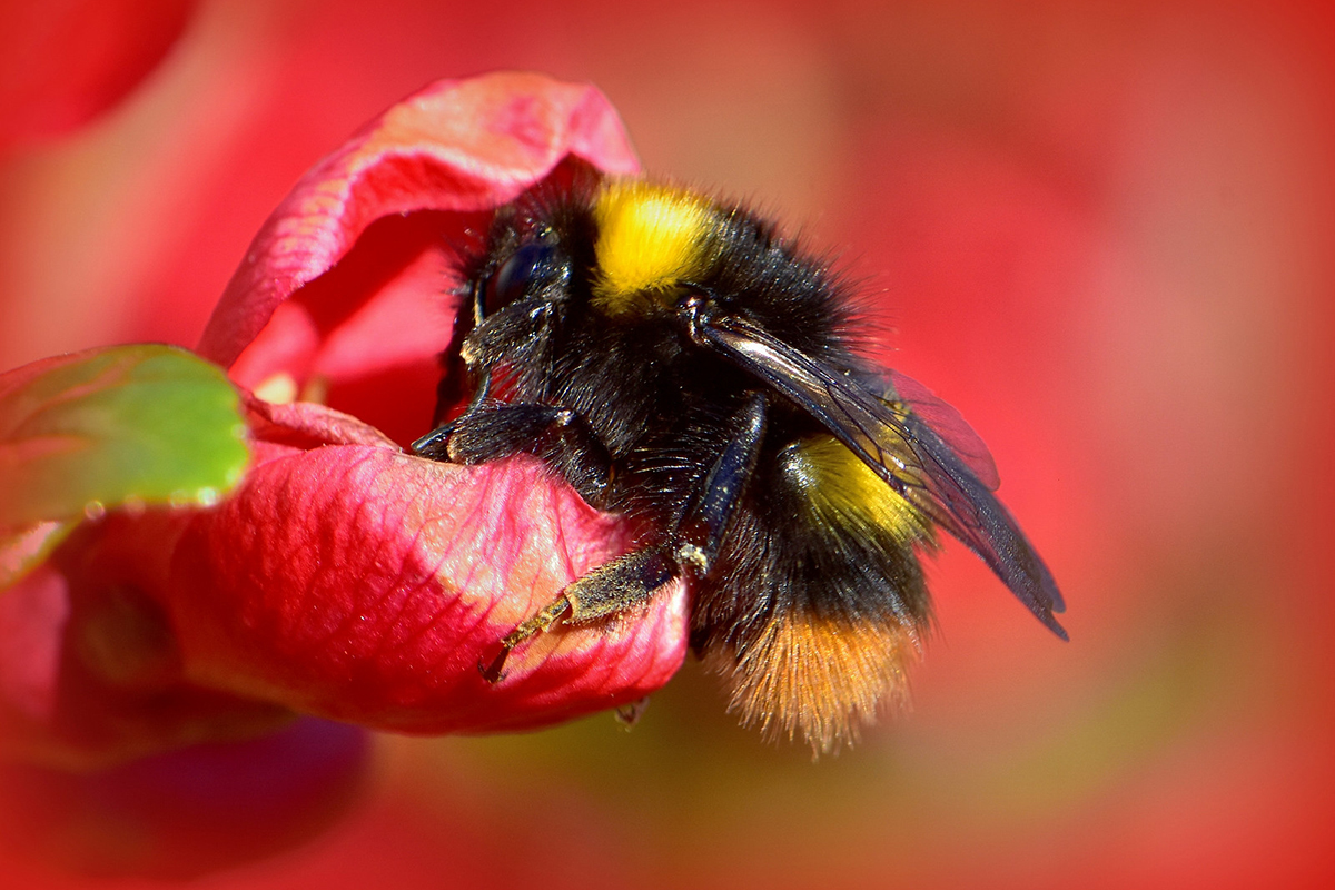 Wiesenhummel, (c) Karin-Simone Hauth/NABU-naturgucker.de