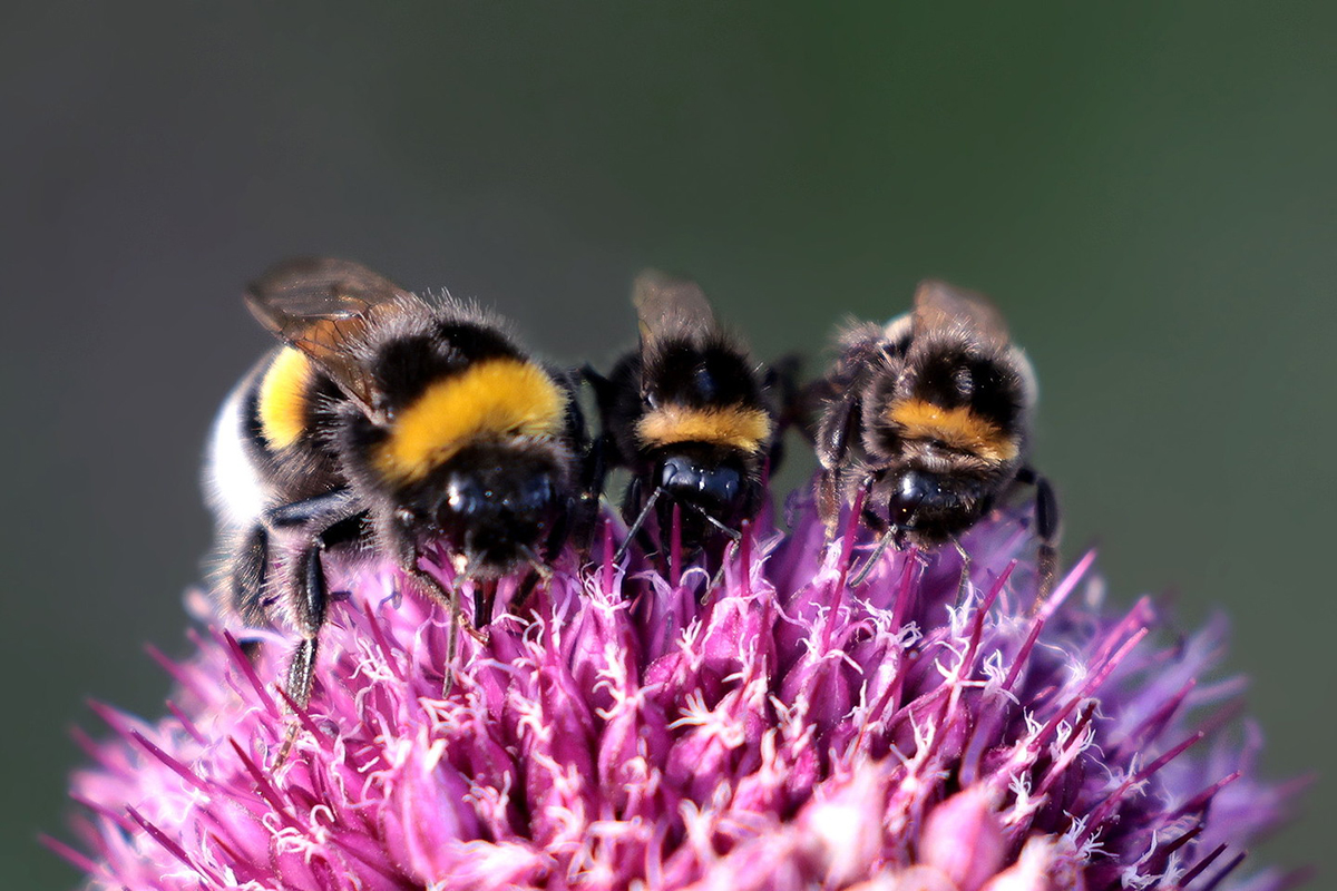 Erdhummeln, (c) Dorothea Bellmer/NABU-naturgucker.de
