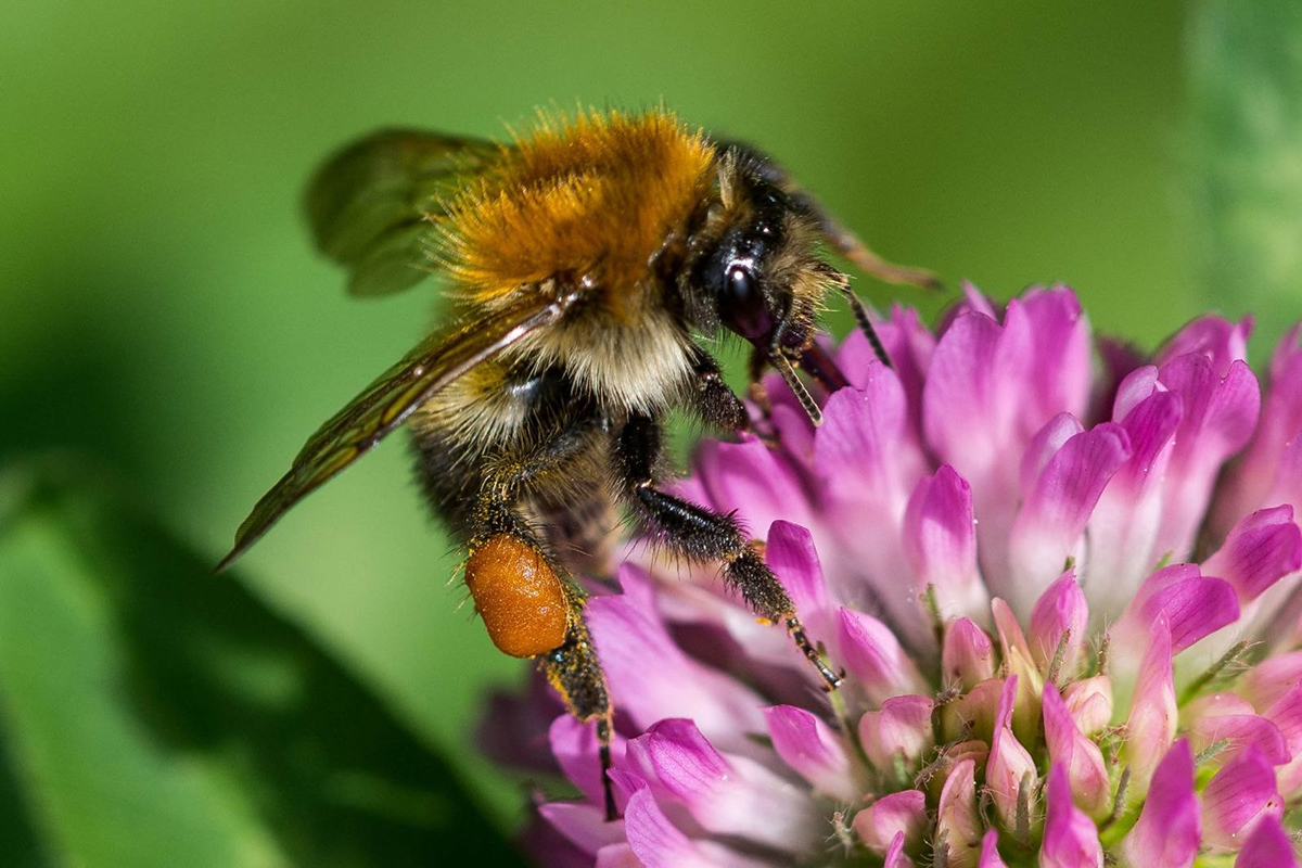Ackerhummel, (c) Hartmut Glinkemann/NABU-naturgucker.de