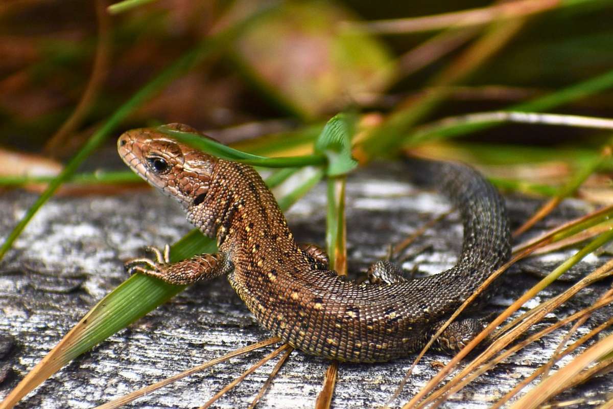 Waldeidechse (Zootoca vivipara), (c) Winnie Hübner/NABU-naturgucker.de