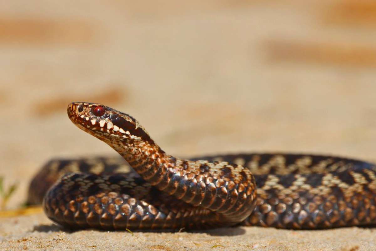 Kreuzotter (Vipera berus), (c) Marcus Döhring/NABU-naturgucker.de