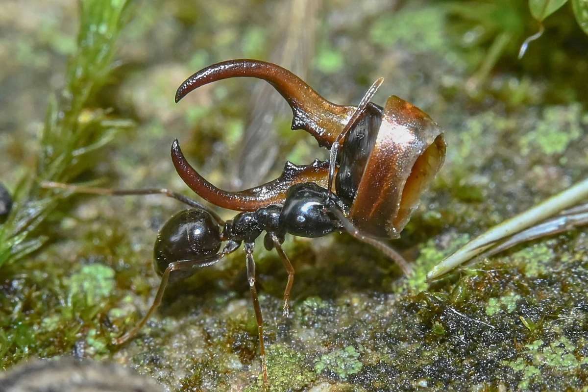 Glänzendschwarze Holzameise (Lasius fuliginosus) trägt Teil eines Ohrwurms, (c) Ulrich Sach/NABU-naturgucker.de