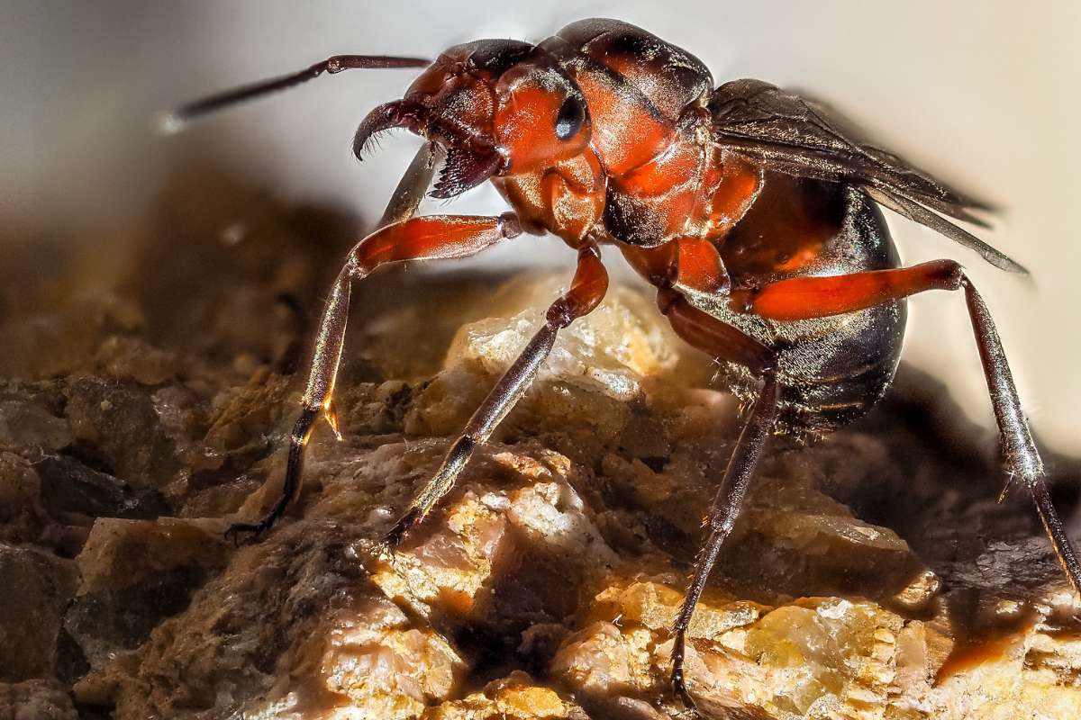 Königin der Roten Waldameise (Formica rufa), (c) Istvan und Sabine Palfi/NABU-naturgucker.de