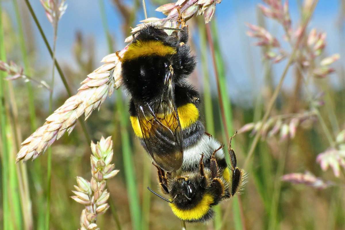 Paarung der Dunklen Erdhummel (Bombus terrestris), (c) Gerwin Bärecke/NABU-naturgucker.de