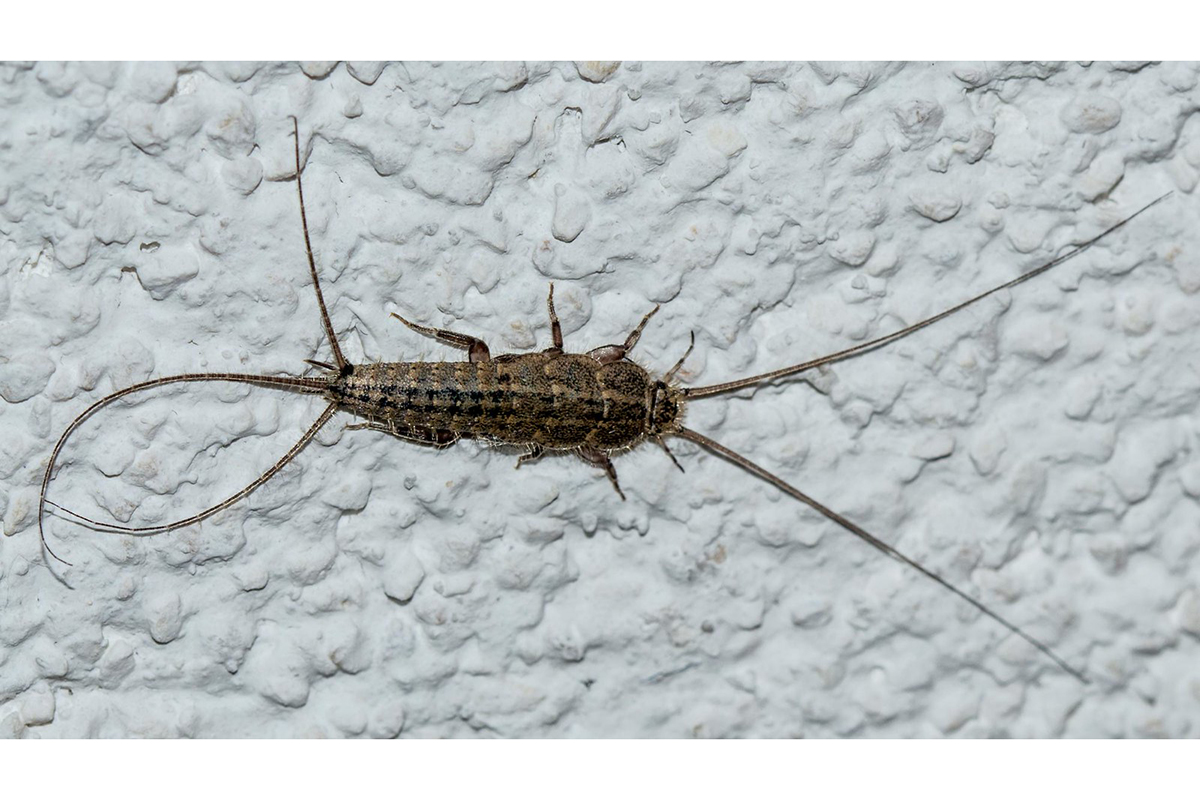 Kammfischchen, (c) Ursula Goenner/NABU-naturgucker.de