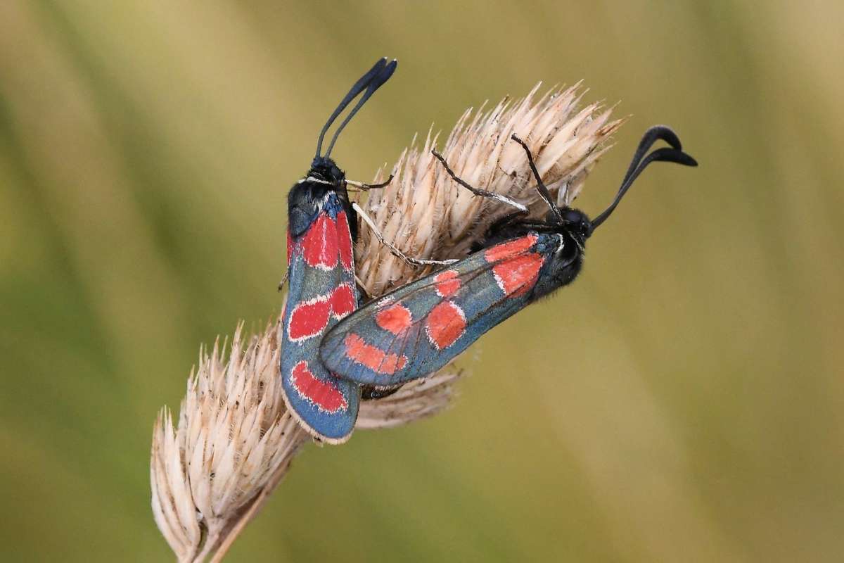 Esparsetten-Widderchen (Zygaena carniolica), (c) Ralph Bergs/NABU-naturgucker.de