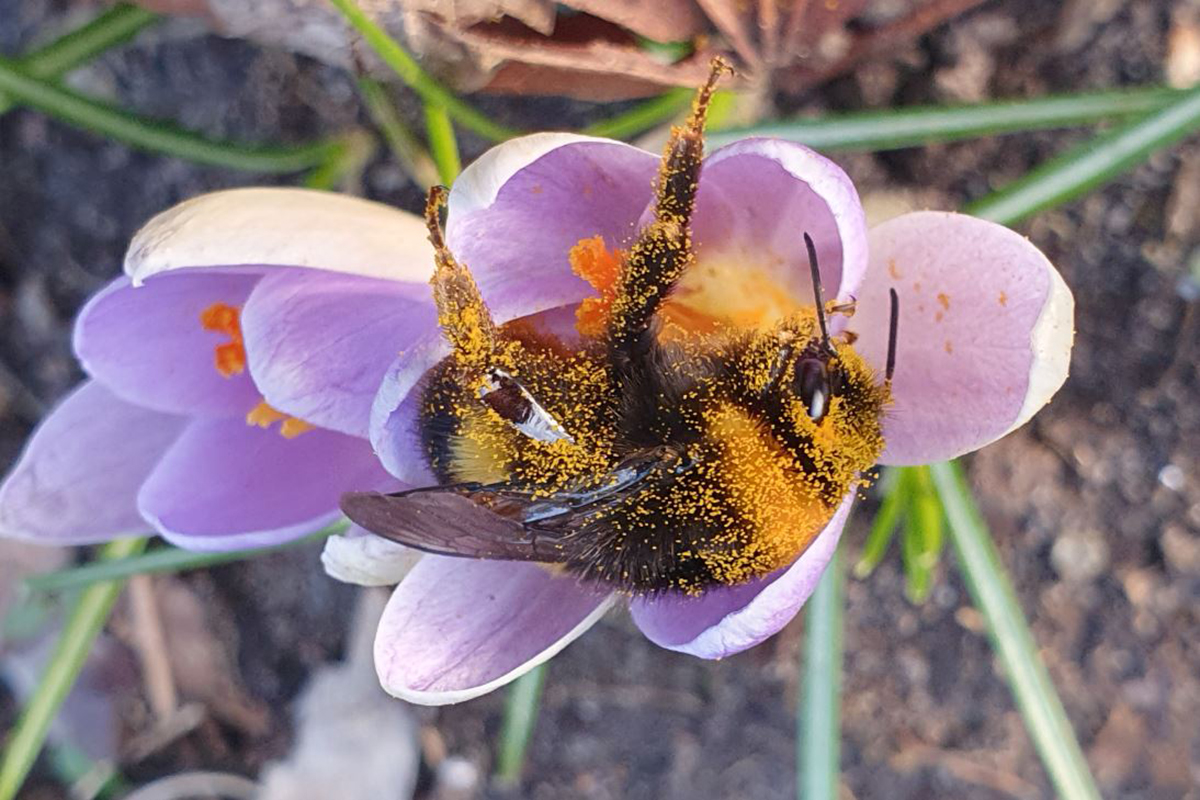 Dunkle/Helle Erdhummel (Artenpaar), (c) Verena Schnarr/NABU-naturgucker.de