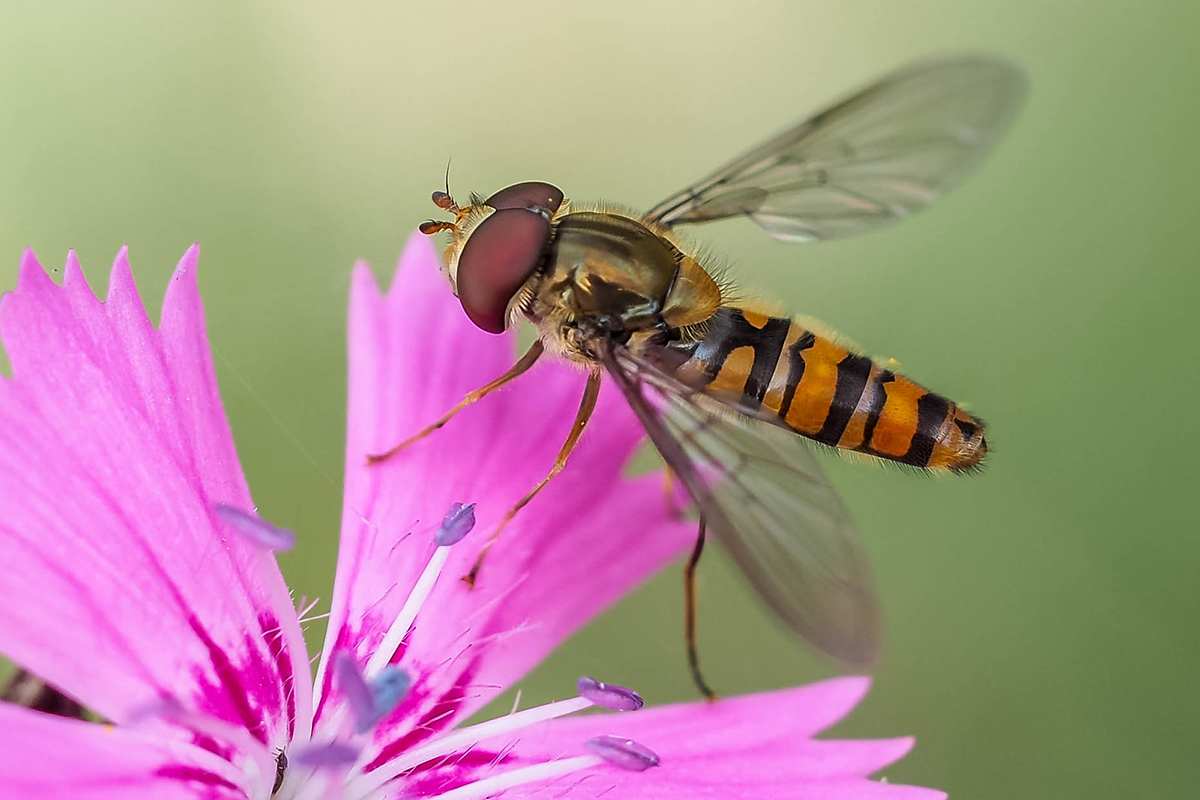 Hainschwebfliege, (c) Istvan und Sabine Palfi/NABU-naturgucker.de