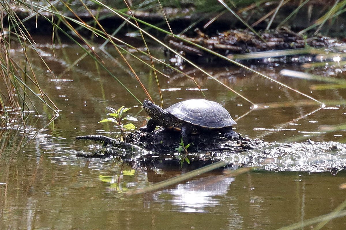 Europäische Sumpfschildkröte, (c) Jens Winter/NABU-naturgucker.de