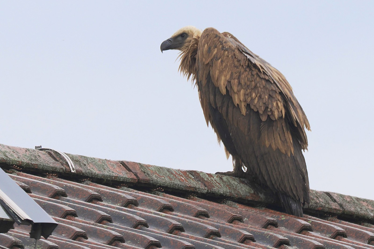 Gänsegeier im Juni 2026 in Bayern, (c) Ronny Hartwich/NABU-naturgucker.de