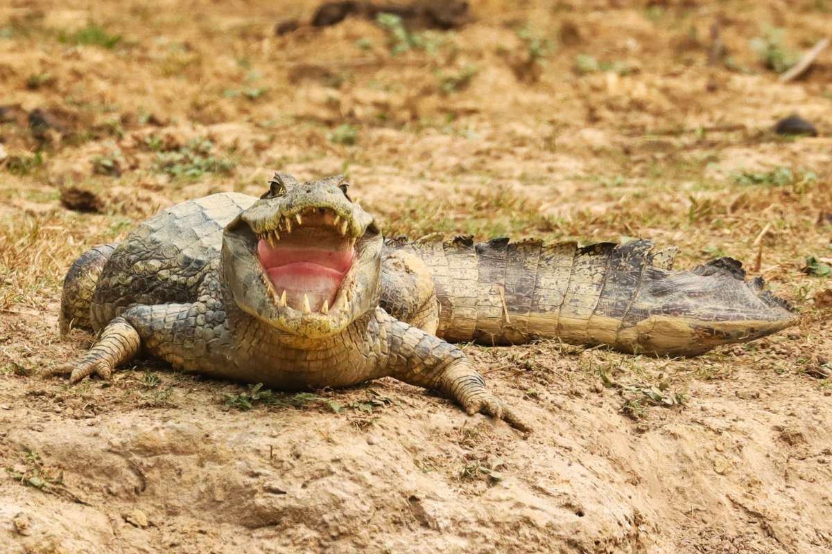 In unserer Datenbank heißt diese imposante Panzerechse Schwarzer Kaiman (Melanosuchus niger) statt Mohrenkaiman, (c) Rainer Mönke/NABU-naturgucker.de
