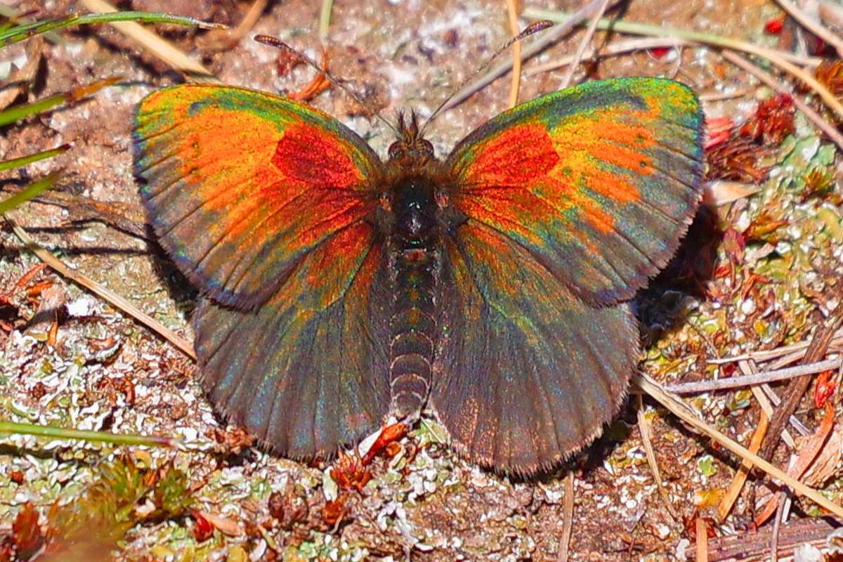 Bei uns heißt die Art Schweizer Schillernde Erebie (Erebia tyndarus) und nicht mehr Schweizer Schillernder Mohrenfalter, (c) Werner Knoth/NABU-naturgucker.de