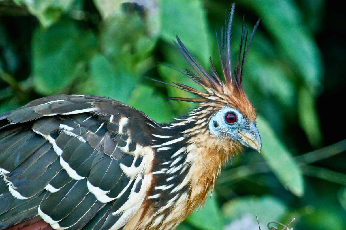 Der in Südamerika lebende Hoatzin (Opisthocomus hoazin) wird auch Zigeunerhuhn genannt – ein Name, der eine jahrhundertealte, oft diskriminierende Fremdbezeichnung enthält, (c) Klaus Ewald/NABU-naturgucker.de