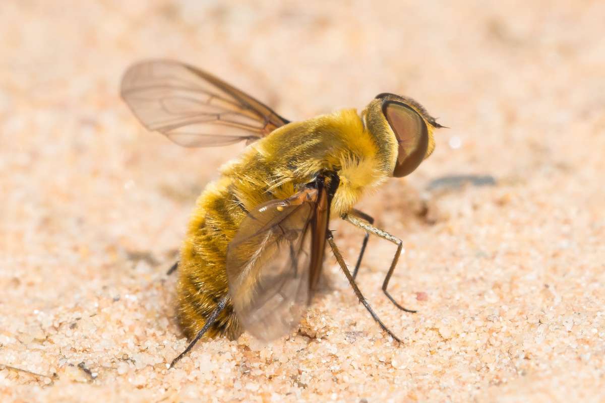 Früher Hottentottenfliege (Villa hottentotta), jetzt Goldene Hummelfliege; den wissenschaftlichen Namen ‚hottentotta‘ kann NABU|naturgucker im Meldeportal leider nicht ändern, (c) Udo Krupka/NABU-naturgucker.de