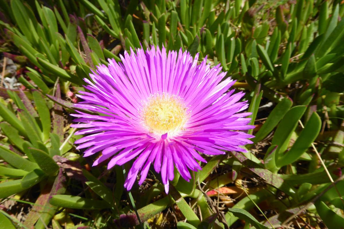 Wechsel des Trivialnamens von Carpobrotus acinaciformis: aus Rote Hottentottenfeige wurde bei uns Rote Mittagsblume, (c) Bernhard Schöner/NABU-naturgucker.de