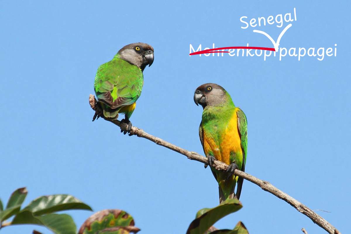 Aus dem Mohrenkopfpapagei wurde der Senegalpapagei (Poicephalus senegalus), (c) Johannes Klemenz/NABU-naturgucker.de