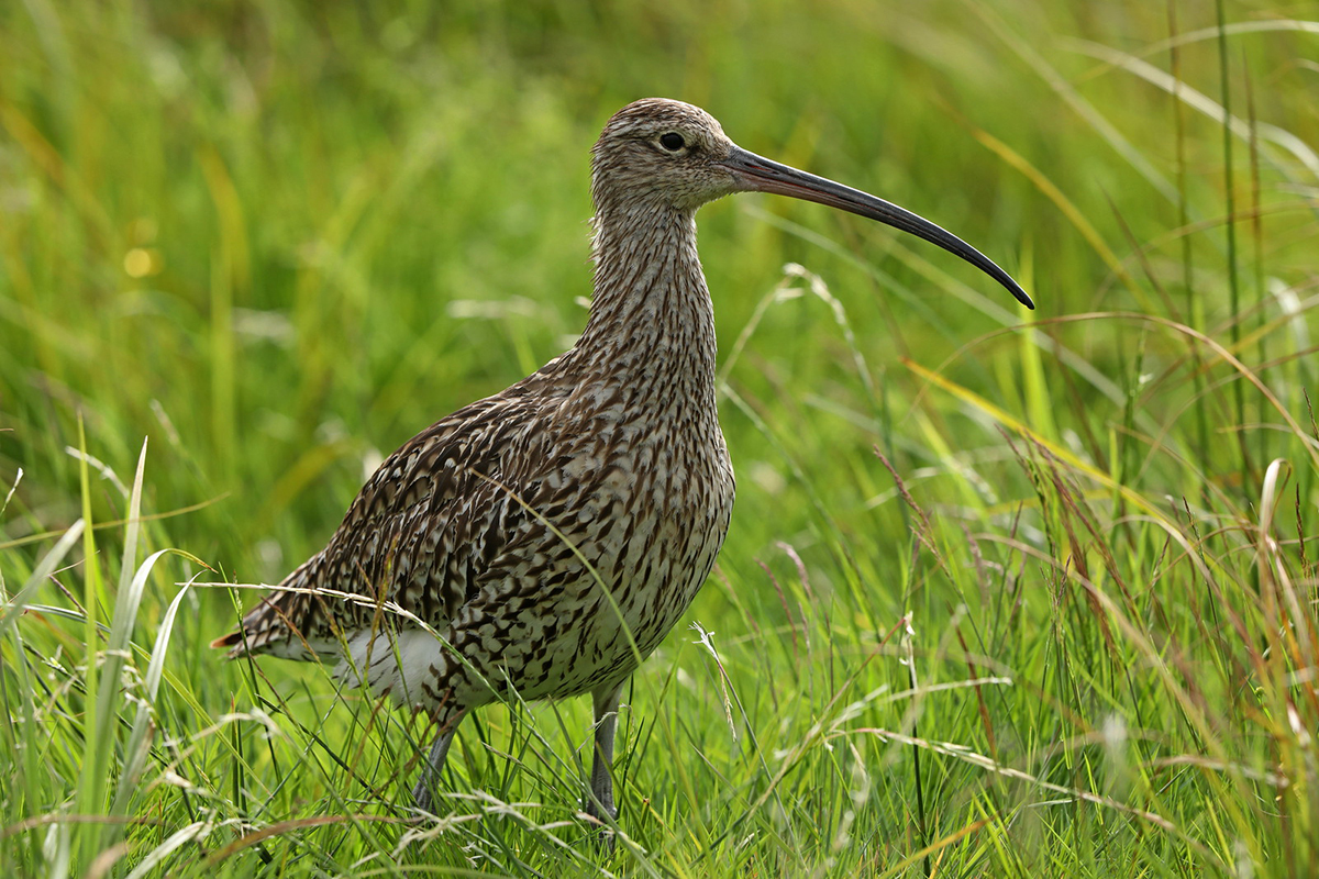 Großer Brachvogel, (c) Jürgen Podgorski/NABU-naturgucker.de