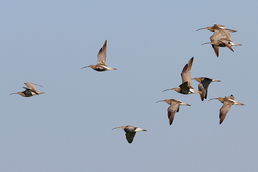 Große Brachvögel, (c) Andreas Stern/NABU-naturgucker.de