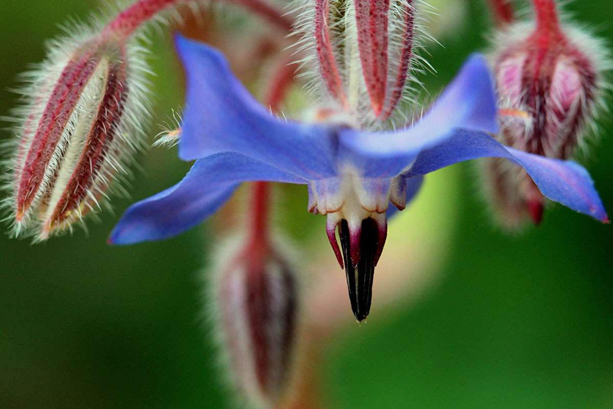 Borretsch (Borago officinalis), (c) Reinhard Naumann/NABU-naturgucker.de
